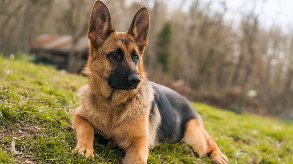 32 best dog breeds for life on the farm | PetsRadar