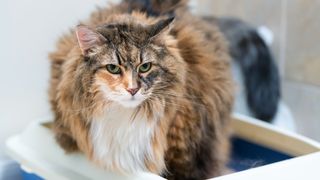 Maine Coon cat standing in DIY cat litter box