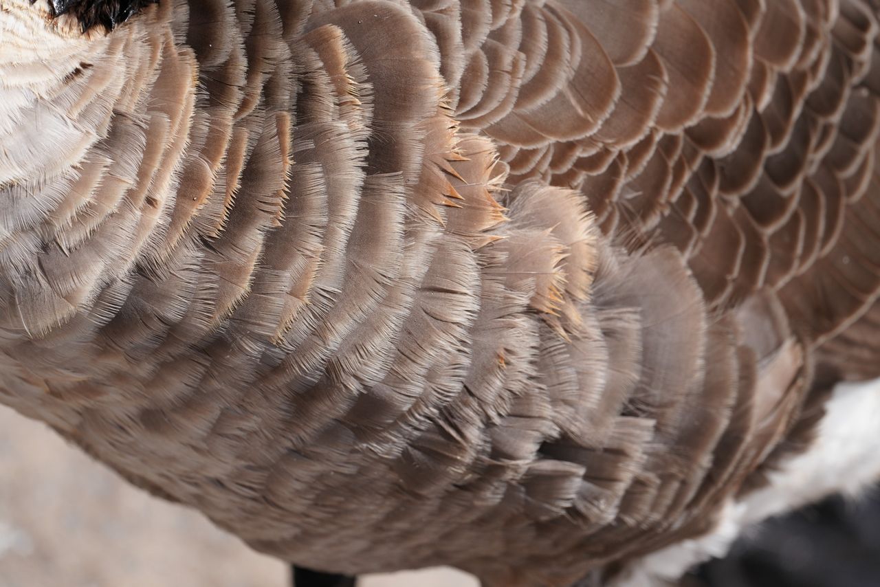 Sony FE 600mm f/6.3 GM OSS sample image
