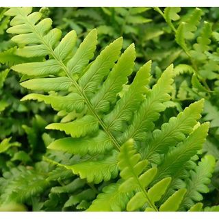 Classy Groundcovers, Southern Shield Fern Florida Shield Fern, Southern Wood Fern (25 Pots, 3 1/2 Inch Square)