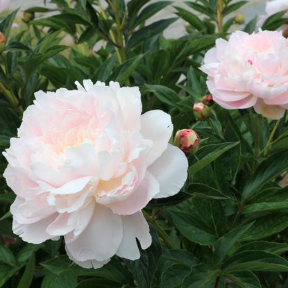 Light pink and white shirley temple peonies