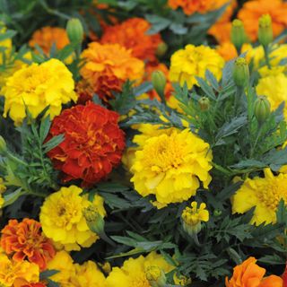 A collection of different coloured marigolds in a bush, including yellow, orange and light red flowers