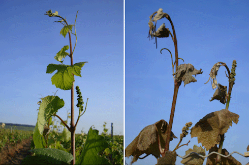 Champagne frost damage