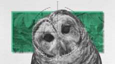 Photo collage of a curious looking barred owl in the crosshairs of a sniper rifle