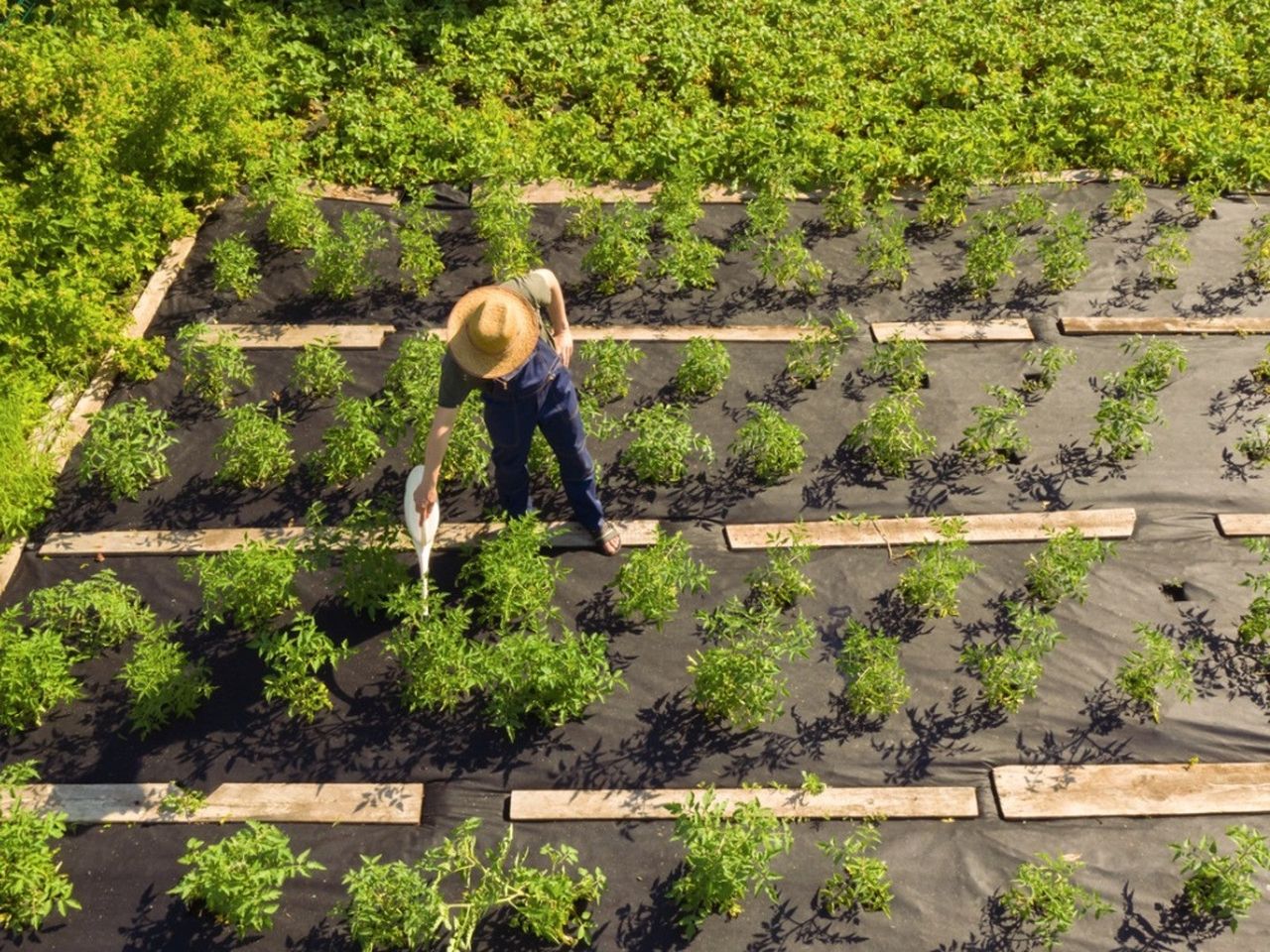 A farmer waters rows of plants with a watering can