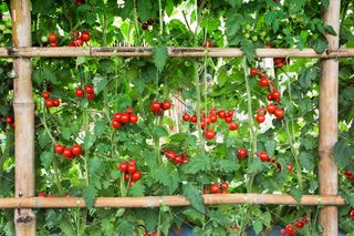 Beautiful red tomatoes with bamboo fence planting background
