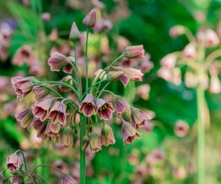 Nectaroscordum siculum, Sicilian Honey Garlic