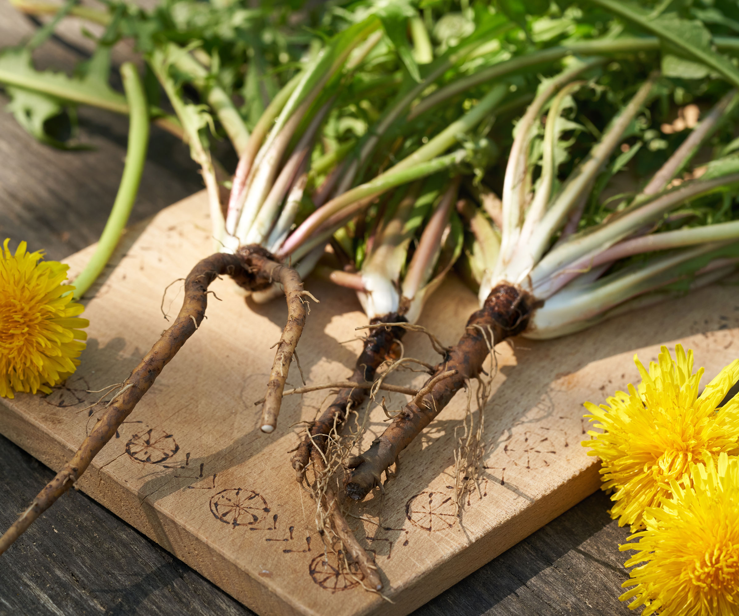 lifted dandelion taproots lying on wooden board