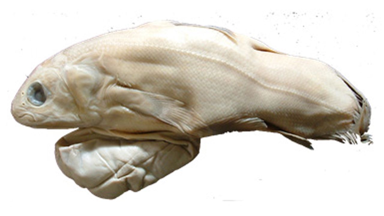 A coelacanth embryo with yolk sac.