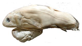 A coelacanth embryo with yolk sac.