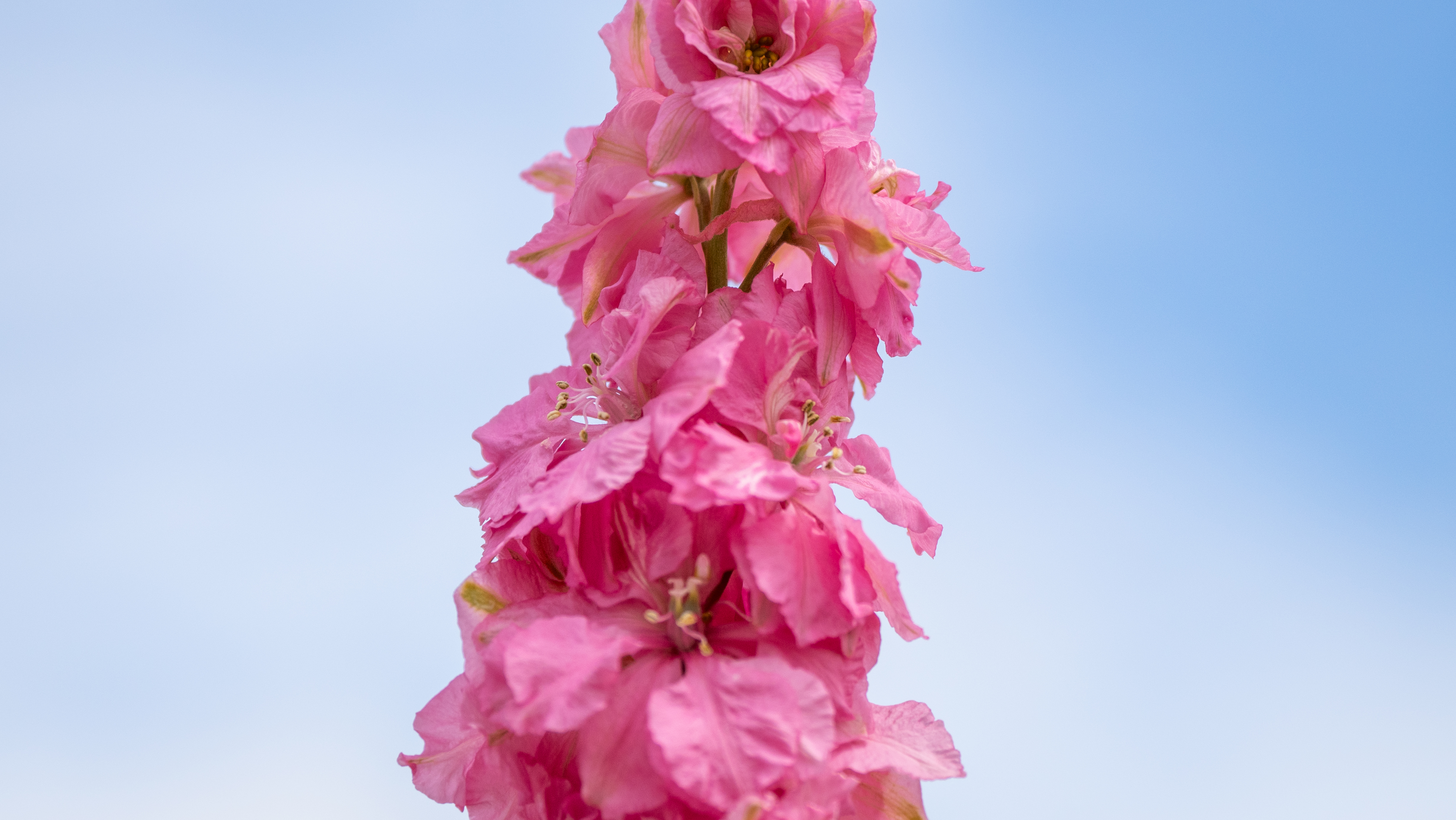 pink flower against a blue sky