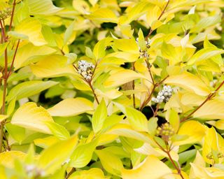 Aurea red twig dogwood