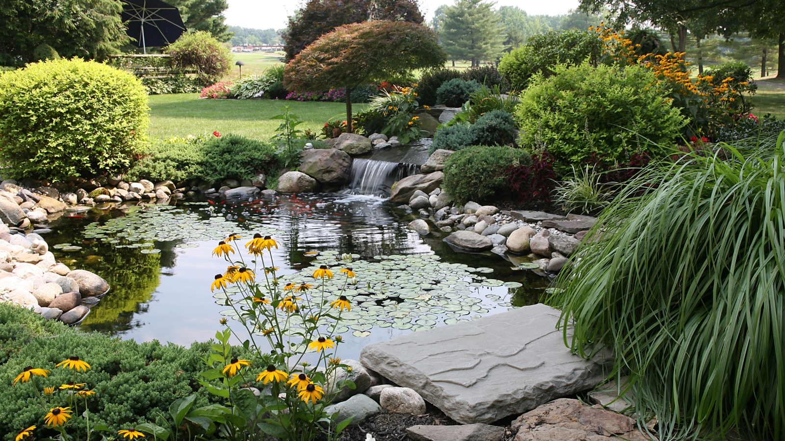 Wildlife pond in backyard