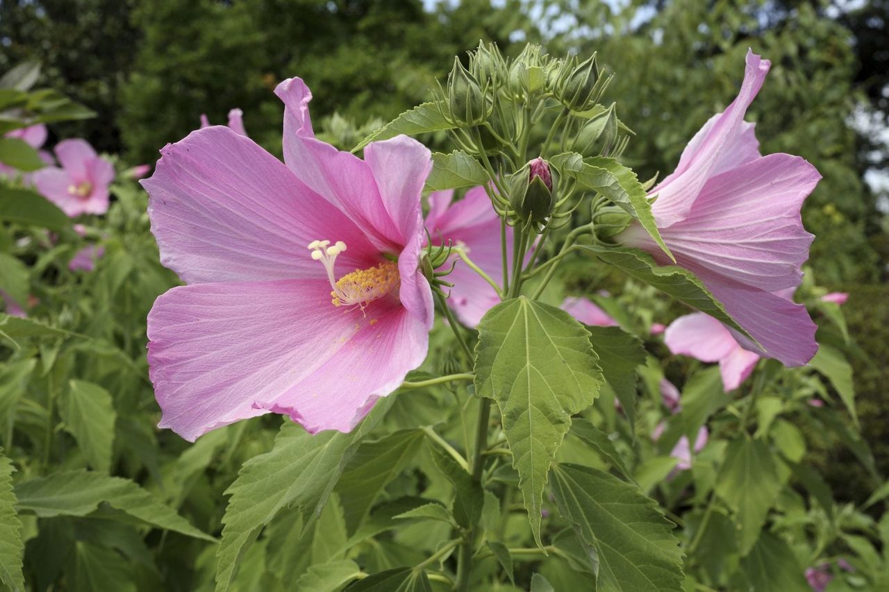 zone 4 hibiscus