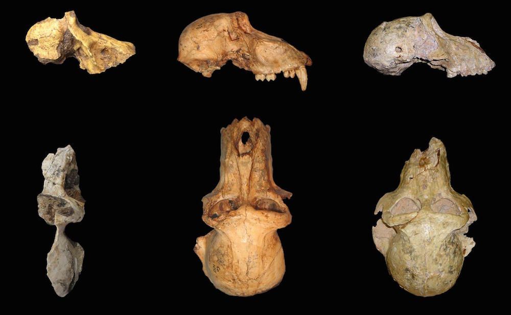 Baboon skulls