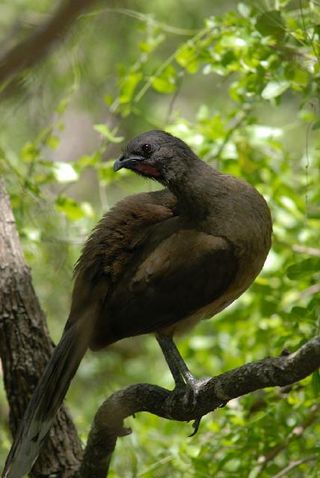 chachalaca-110624-02