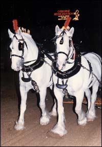 HOYSHeavyHorsesbdmain.jpg