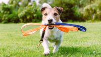 Dog walking towards camera carrying leash in his mouth