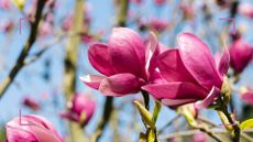 close up of a magnolia tree with pink flowers to support an expert guide how to prune a magnolia tree like a professional