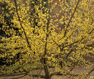 a cornus mas in flower with small yellow blooms