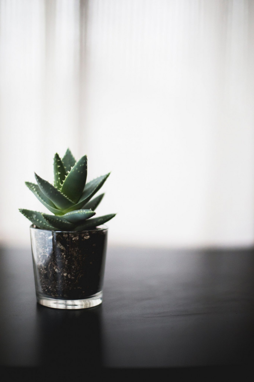 kari-shea-193649-unsplash-1556647133-dCb8-column-width-inline