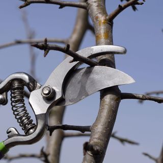 Pear tree being pruned