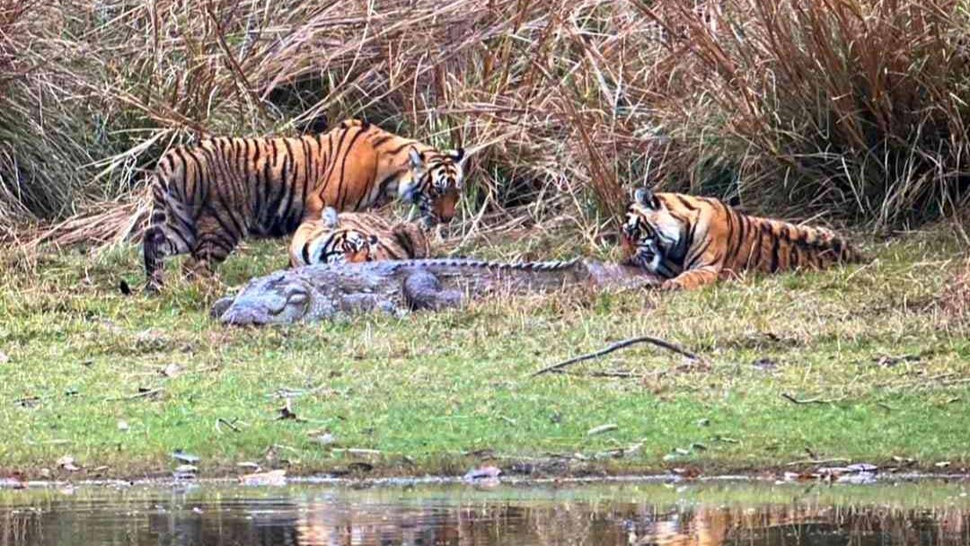Tigers feasting on the carcass of a crocodile in Ranthambore National Park in India.