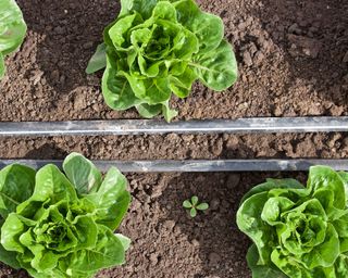 close-up of lettuce plant with hose linking up an irrigation system