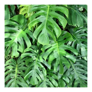 A philodendron plant