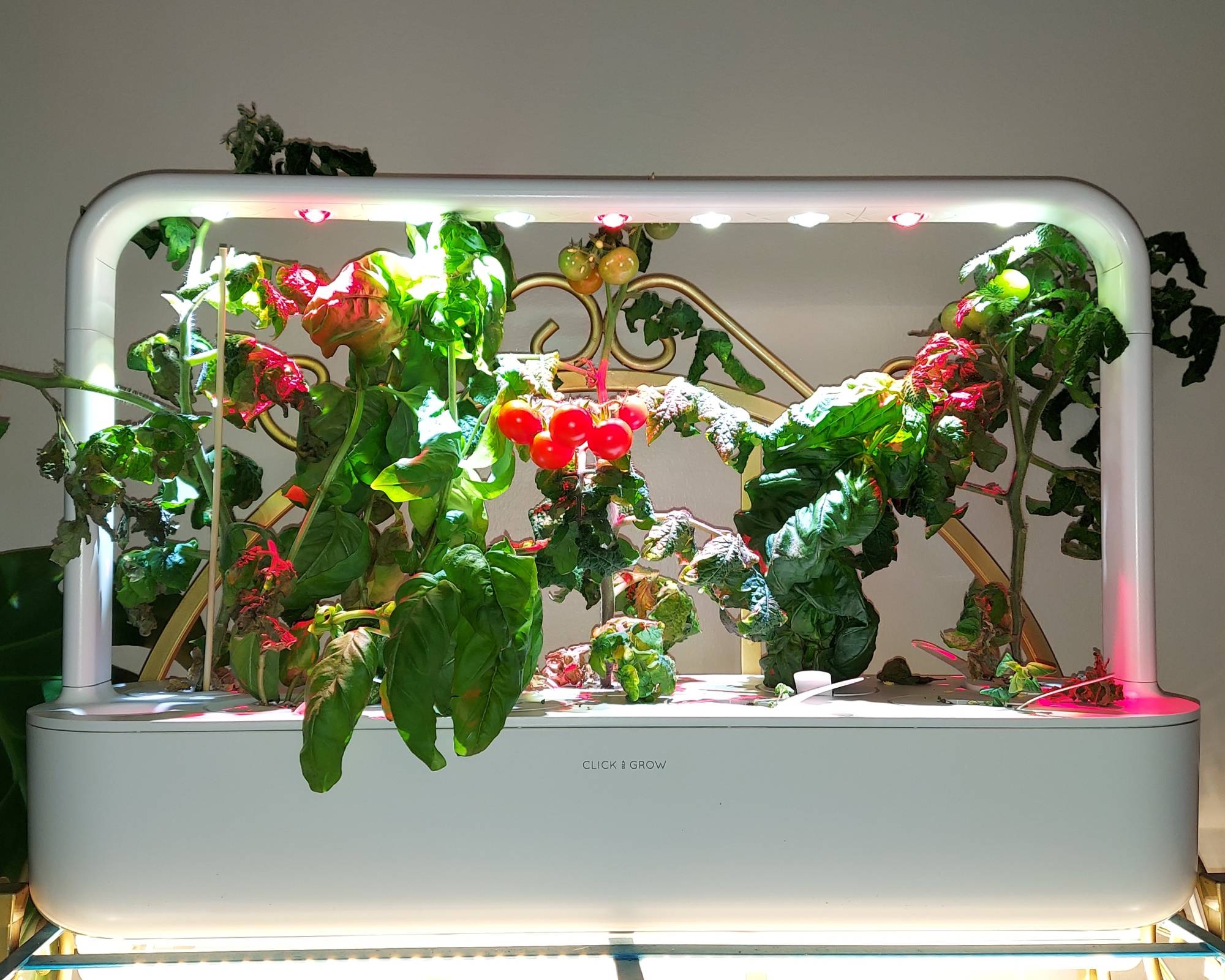 Cherry tomatoes and basil growing in Smart Garden 9