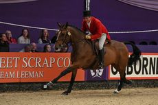 HorseNo535_HOYS_PN18_171074.jpg