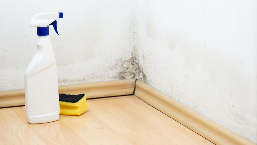 wall with mould above laminate floor and skirting with bottle of cleaning solution and cleaning sponge on floor