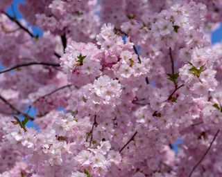 Pink frothy blossom on sargent cherry tree Prunus sargentii