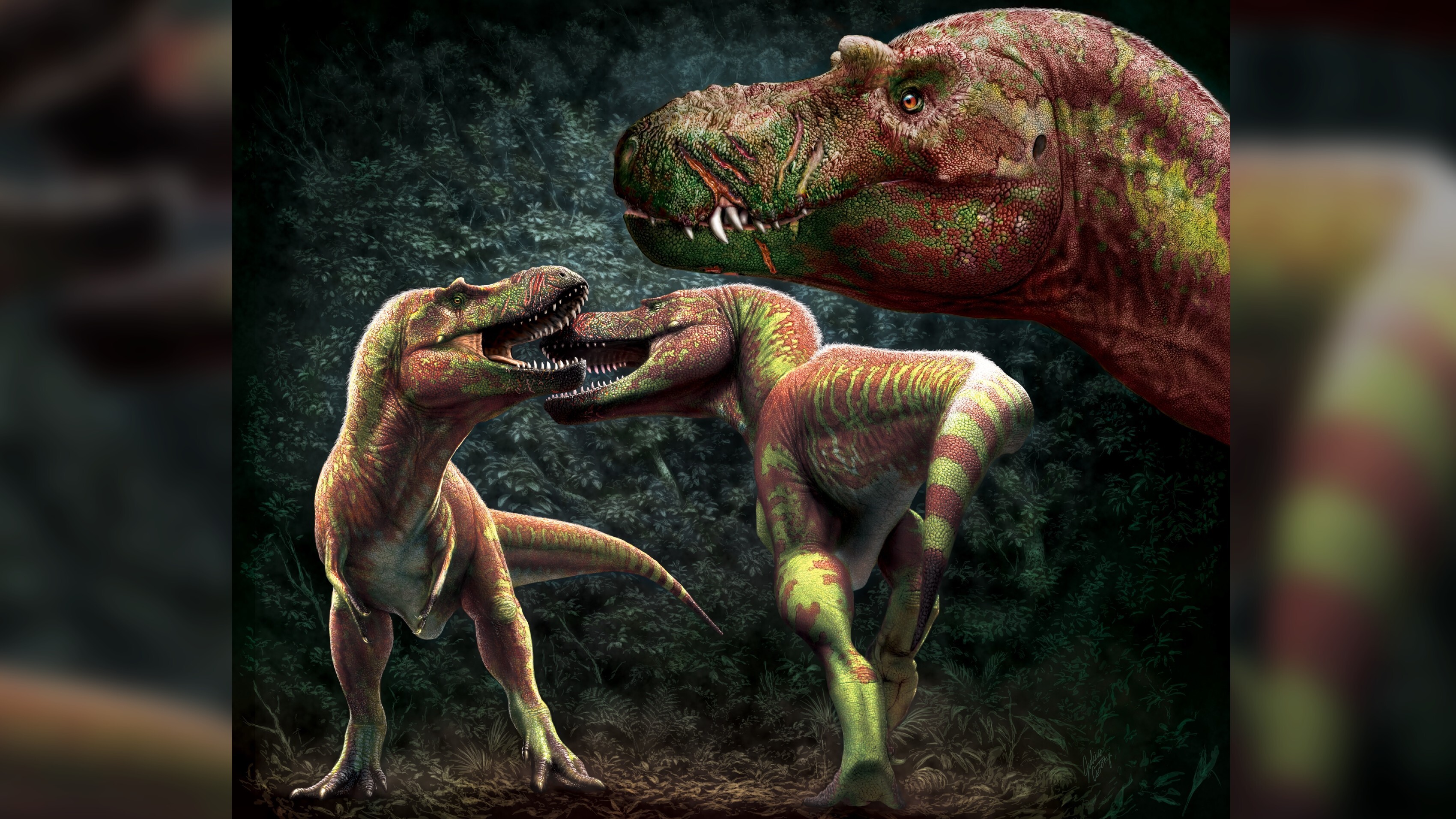 Tyrannosaurier haben möglicherweise um Partner, Territorien oder einen höheren Status gekämpft, findet eine neue Studie.