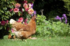 Chicken In Garden