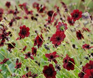 chocolate cosmos flowers