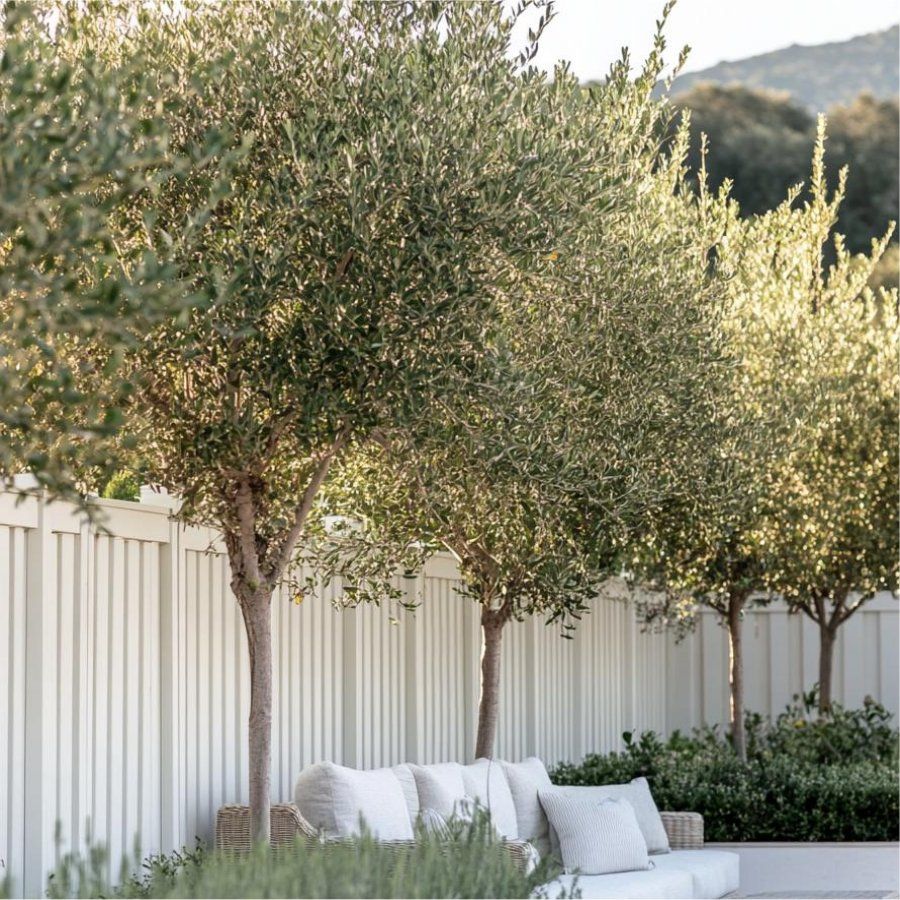 Giant Tuscan Olive Tree - Olea Europa - Mediterranean Olive Tree Xxxl - Large Specimen - Circa 200-250cm Tall