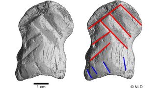 MicroCT scans revealed the carved lines in greater detail, including those forming the chevrons (red) and the sub-parallel lines (blue) at the bottom.
