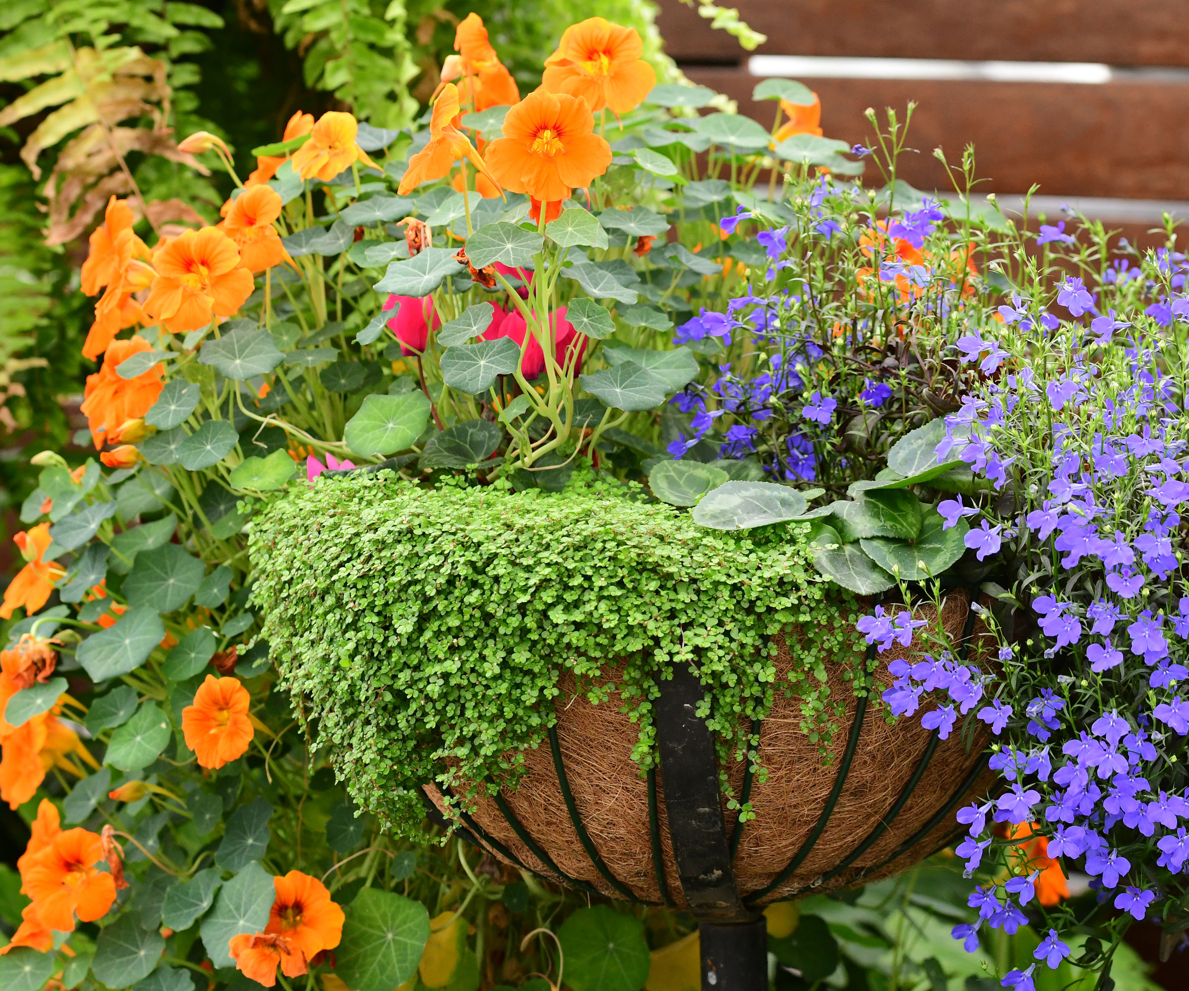nasturtium plant in hanging basket with orange flowers alongside lobelia and creeping Jenny