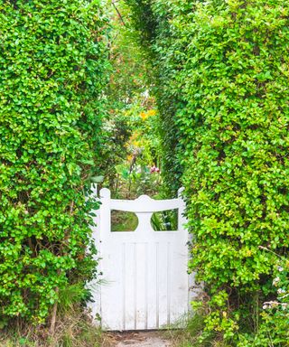 Garden with a hedge as a fence