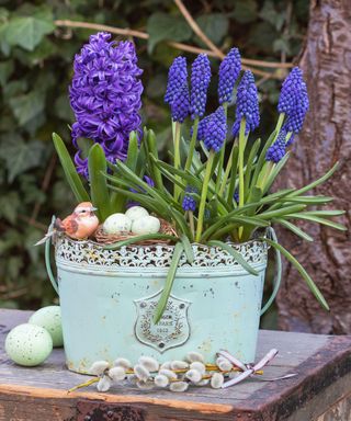 blue grape hyacinths and hyacinth in vintage pot as spring decoration