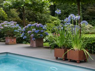 agapanthus and hydrangeas in pots by pool