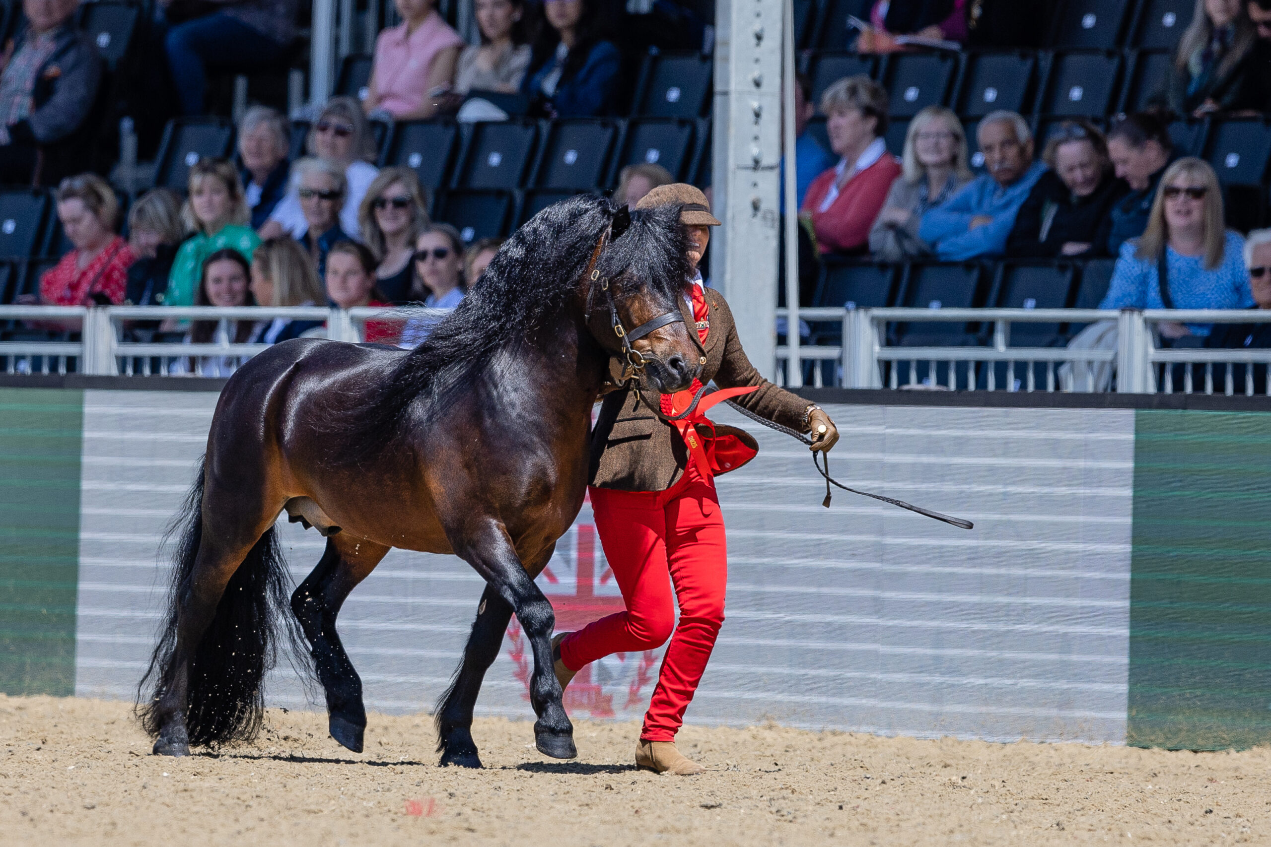 Winner_RWHS_Dartmoor-Prize_Lucinda-Dargaval_Edals-Raymond_Dartmoor_The-Horse-Hound-Mountain-and-Moreland-Supreme-In-Hand-Championship_20250515-2-scaled.jpg