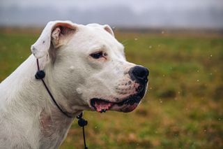 Side profile of Dogo Argentino outside in field on a cloudy day