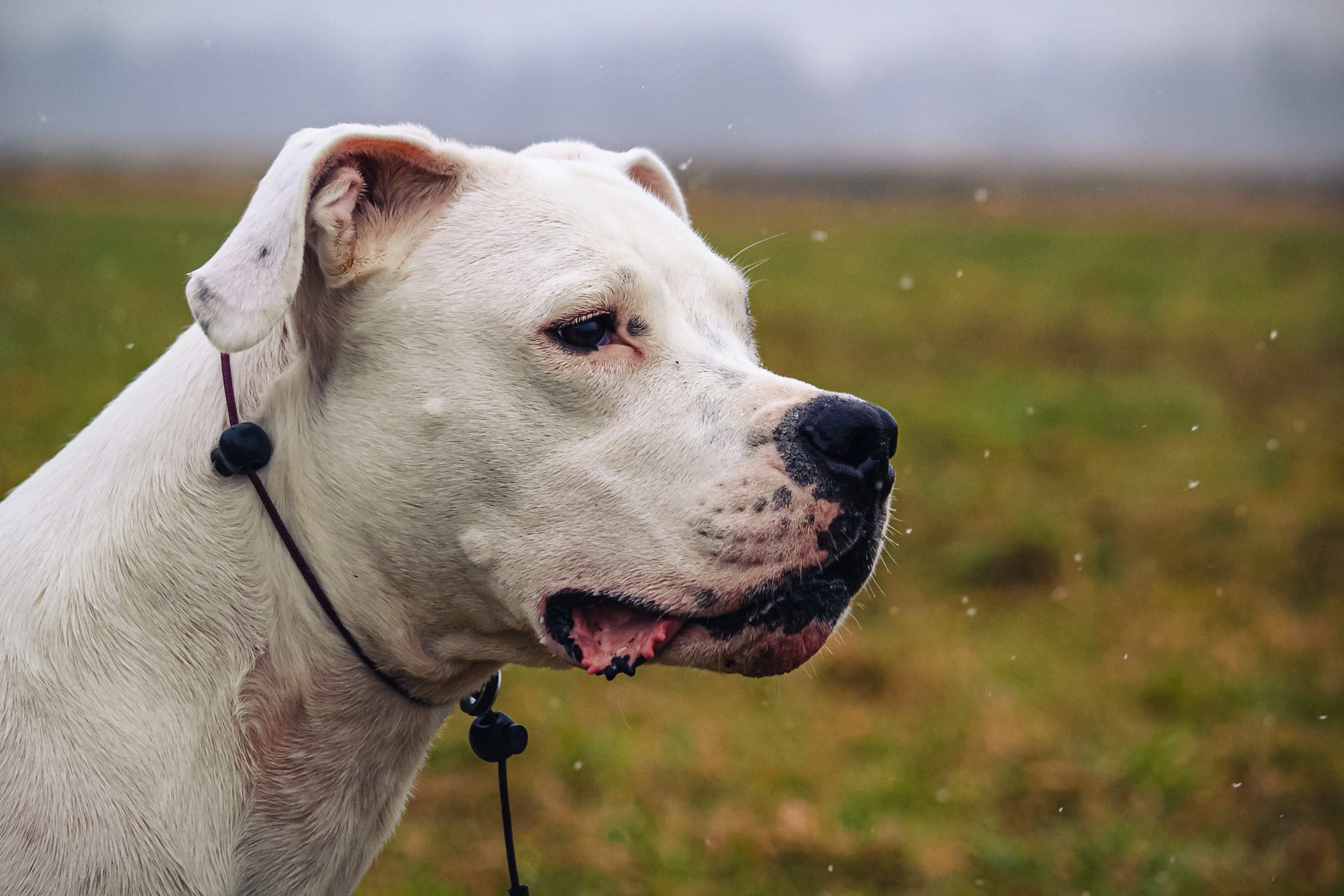 Dogo argentino vs cane corso