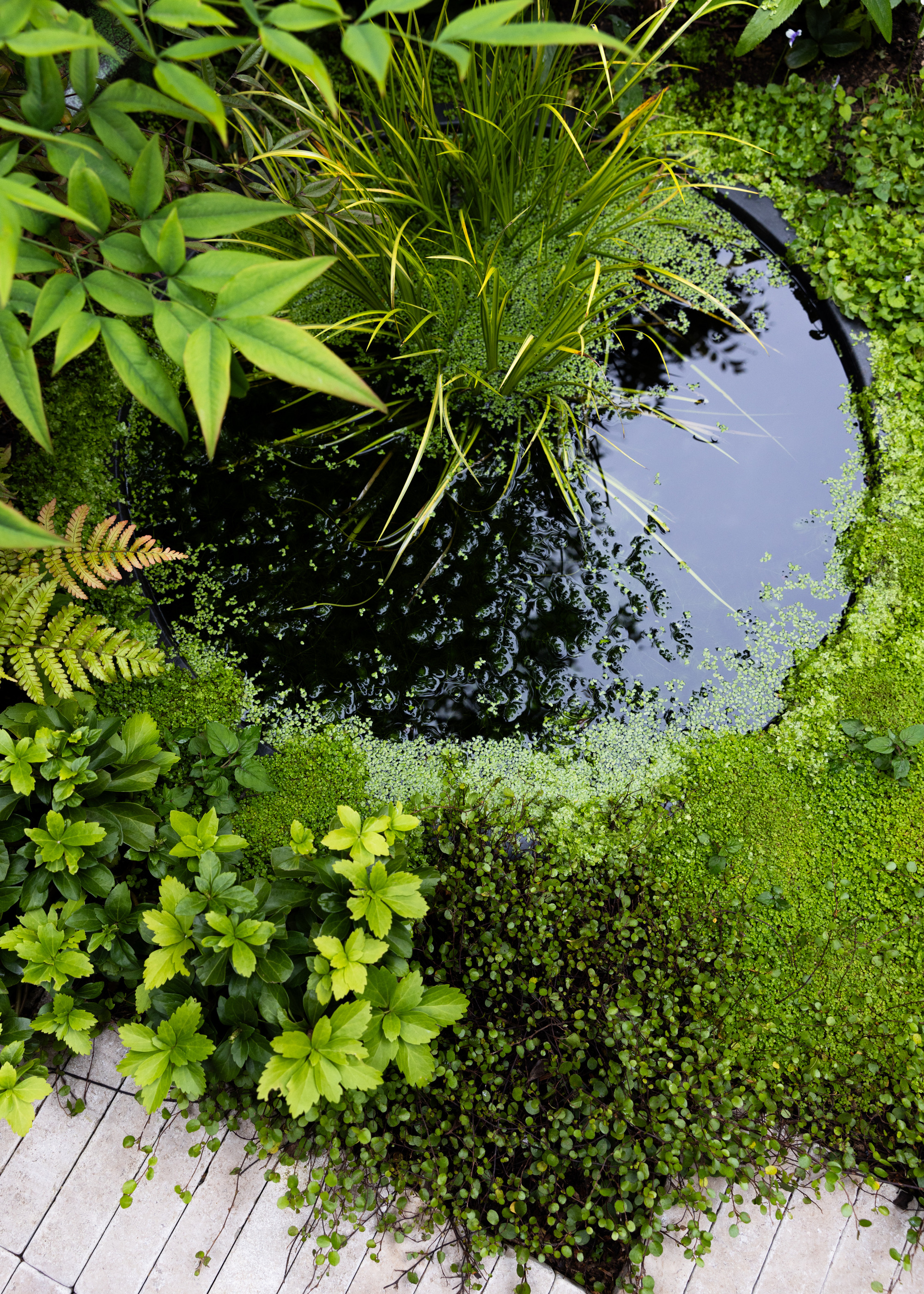 small pond in the corner of a garden shot from overhead with lots of plants all around it