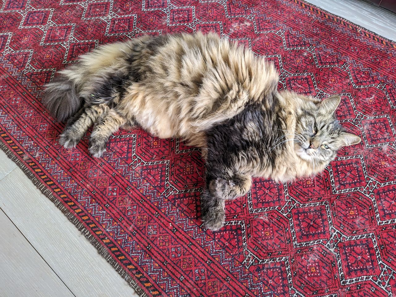 A photo captured on the Google Pixel Fold