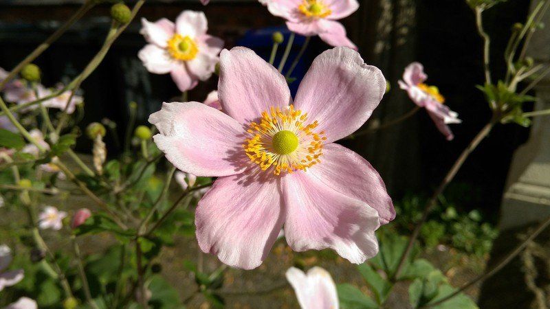 HTC Butterfly 2 camera sample