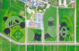 A paddy field in Chengdu, China, with two giant pandas painted on the greenery