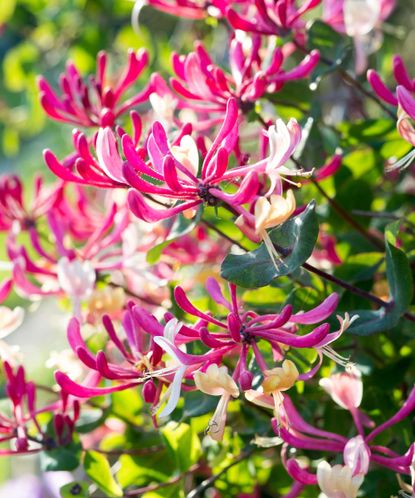 Types Of Honeysuckle: 10 Beautiful Varieties For Your Garden | Gardeningetc